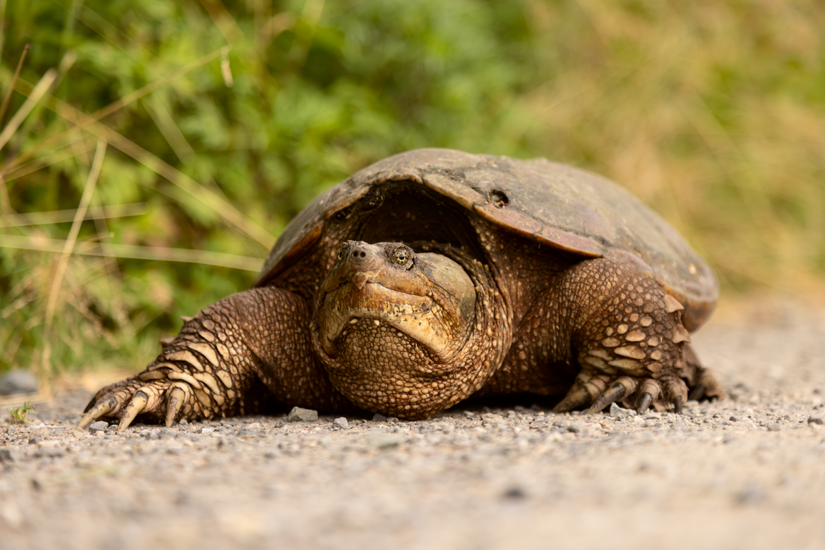 10 Unbelievable Facts About the Common Snapping Turtle