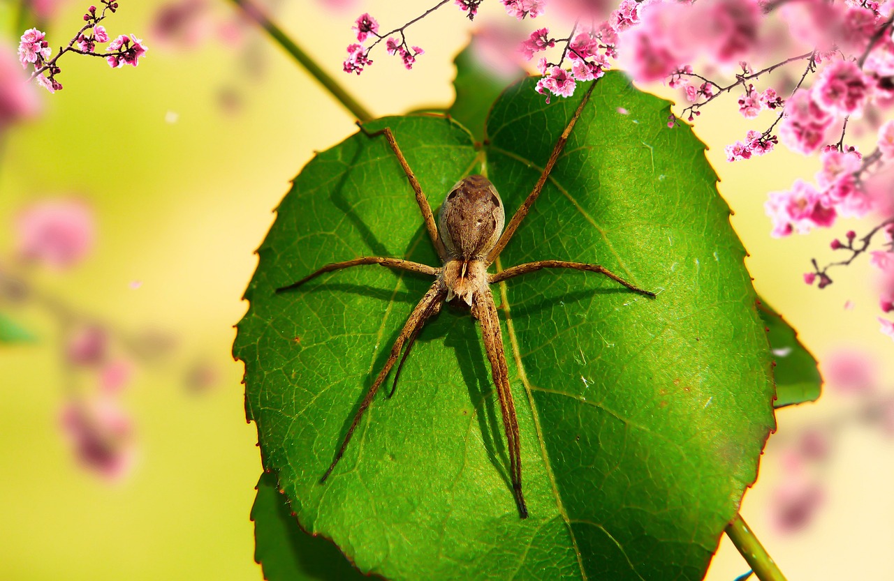 The Enigmatic Five: A Deep Dive into the Most Common Phobias That Lurk in the Shadows