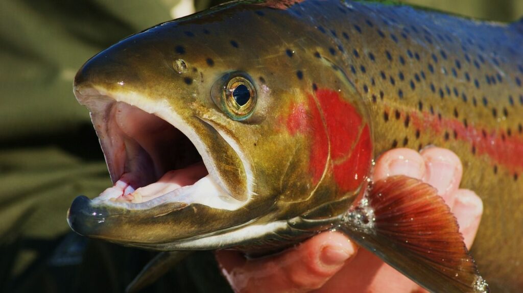 Steelhead lures 