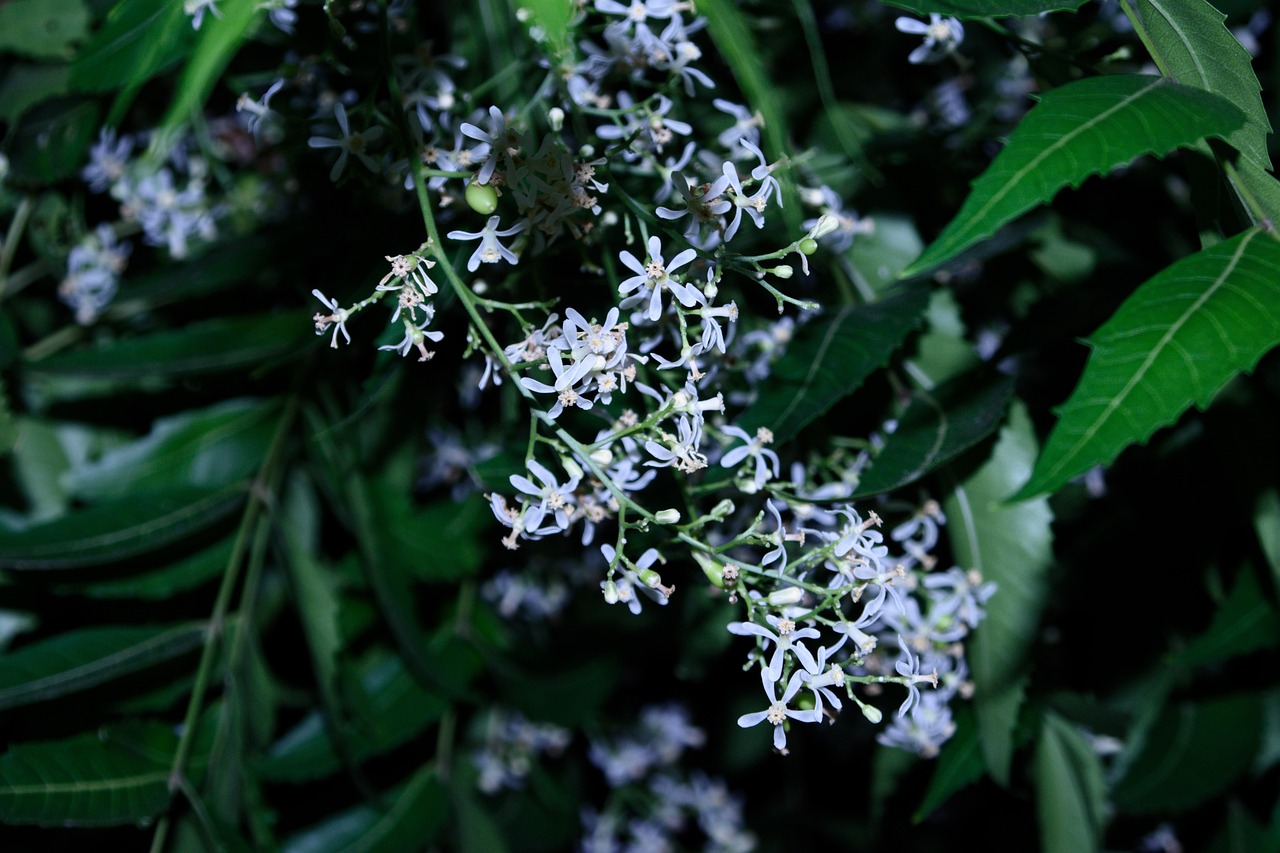 From Arizona to Florida, Unveiling the Wonders of Neem Trees in the US