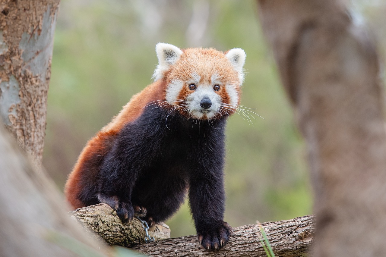 10 Enchanting Encounters: Animals You’ll Only Find in China