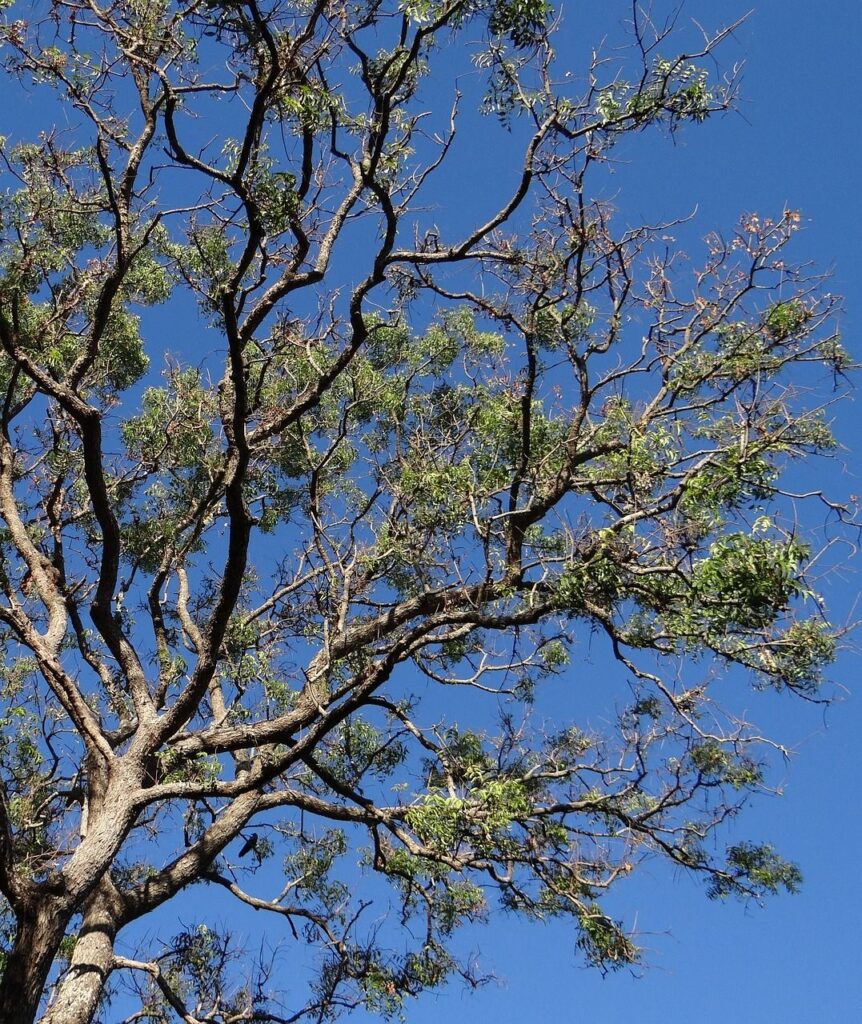 Wonders of neem tree 